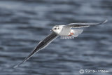 Little Gull