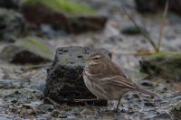 Water Pipit