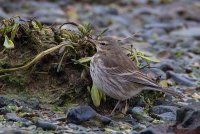 Water Pipit