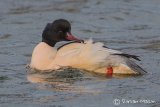 Goosander