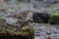Water Pipit