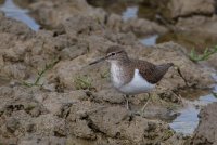Common Sandpiper