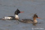 Red-breasted Merganser