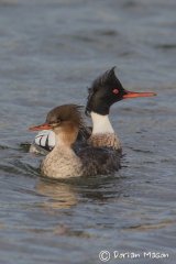 Red-breasted Merganser