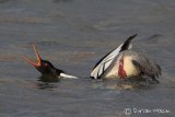Red-breasted Merganser