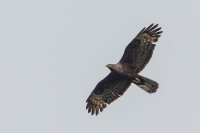 Honey Buzzard