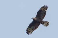 Honey Buzzard