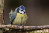 Blue Tit