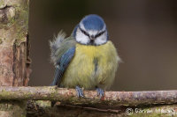 Blue Tit