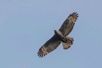 Honey Buzzard