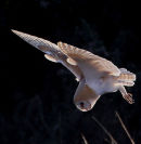 Barn Owl