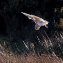 Barn Owl