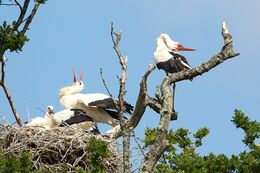 White Stork