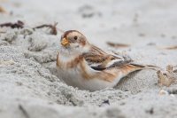 Snow Bunting