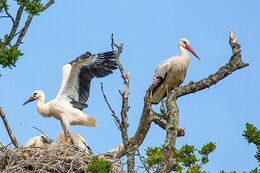 White Stork