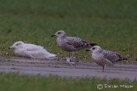 Glaucous Gull