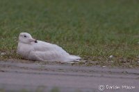 Glaucous Gull