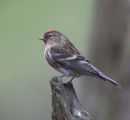 Redpoll