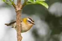 Firecrest