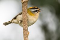 Firecrest