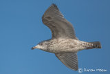 Kumliem's Gull