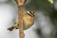 Firecrest