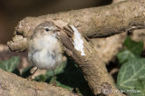 Siberian Chiffchaff