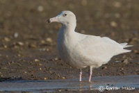 Glaucous Gull