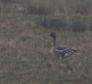 Bean Geese