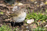 Siberian Chiffchaff