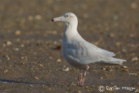 Glaucous Gull