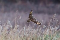 Short-eared Owl
