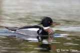 Red-breasted Merganser