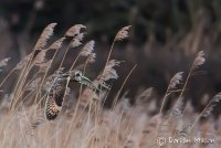 Short-eared Owl