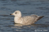 Kumliem's Gull