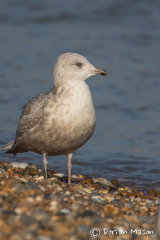 Kumliem's Gull