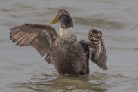 Eider