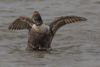 Eider
