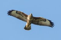 Common Buzzard