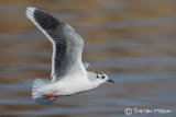 Little Gull