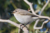 Siberian Chiffchaff