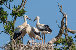 White Stork