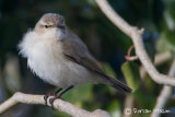 Siberian Chiffchaff