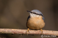 Nuthatch