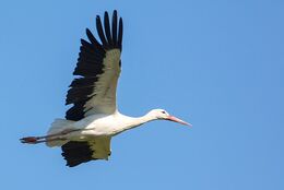 White Stork