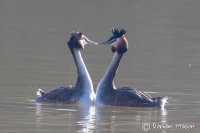 Great Crested Grebe