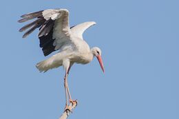 White Stork