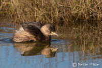 Little Grebe