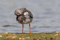 Redshank