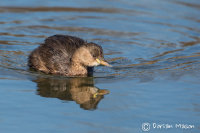 Little Grebe